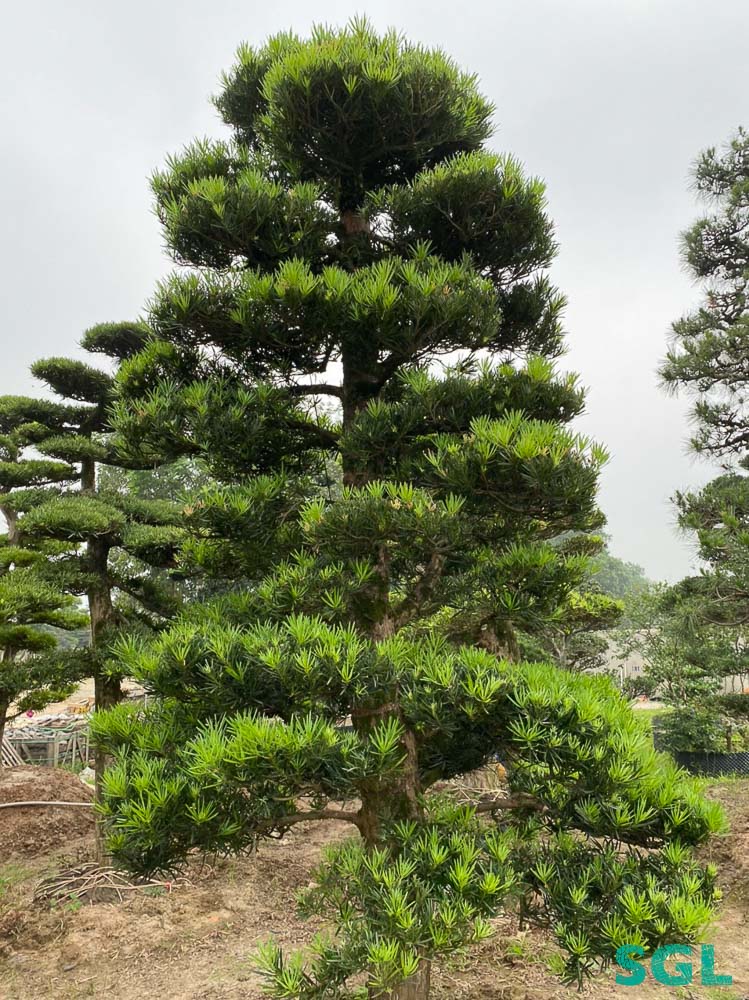 Vạn Niên Tùng – Loại Cây Đặc Trưng Của Vườn Nhật | Blog Cây Cảnh