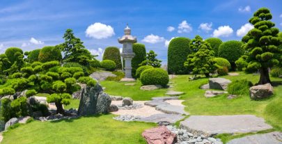 Vạn Niên Tùng - Loại Cây Đặc Trưng Của Vườn Nhật