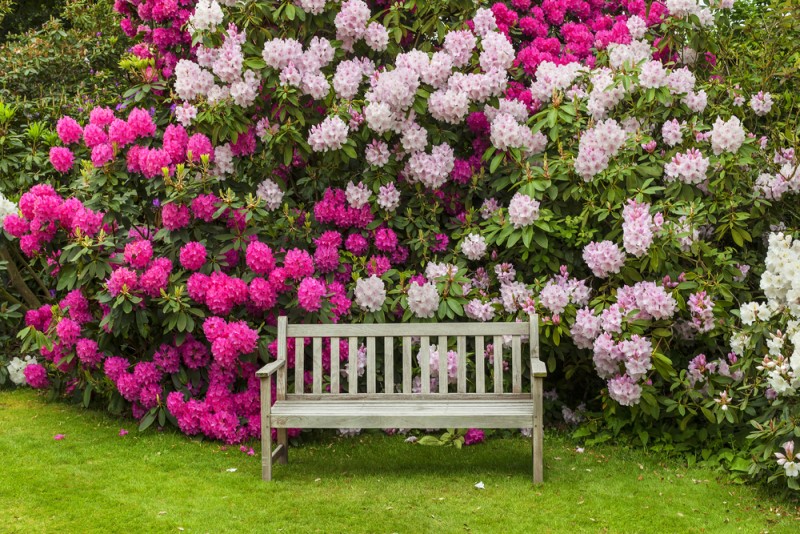 hoa đỗ quyên nở trong sân vườn đẹp và có thể gây chóng mặt buồn nôn nếu ăn phải