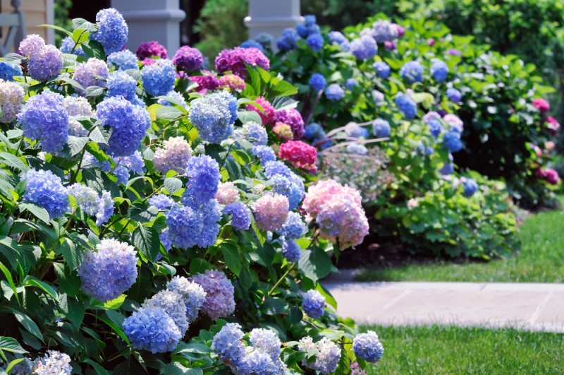 hoa cẩm tú cầu khoe sắc rực rỡ trong sân vườn