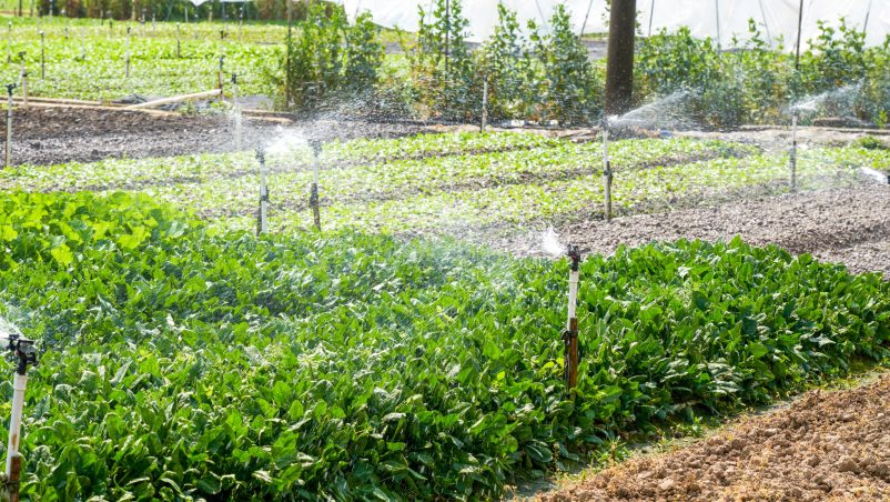 Lợi ích khi lắp đặt hệ thống tưới nước thông minh