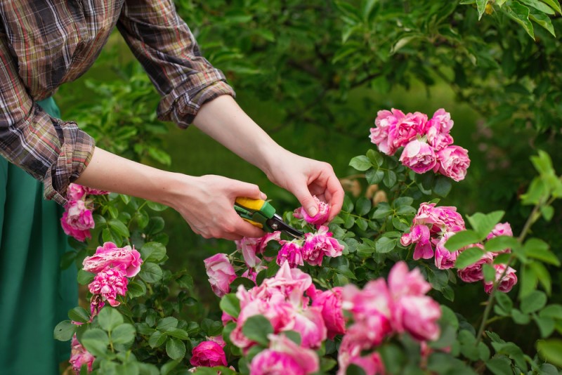 Thường xuyên cắt tỉa những bông hoa héo úa sâu bệnh sẽ giúp bạn có một chậu hoa hồng luôn xanh tốt