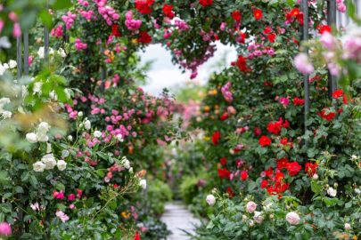 Hướng dẫn trồng và chăm sóc hoa hồng trong chậu đúng kỹ thuật