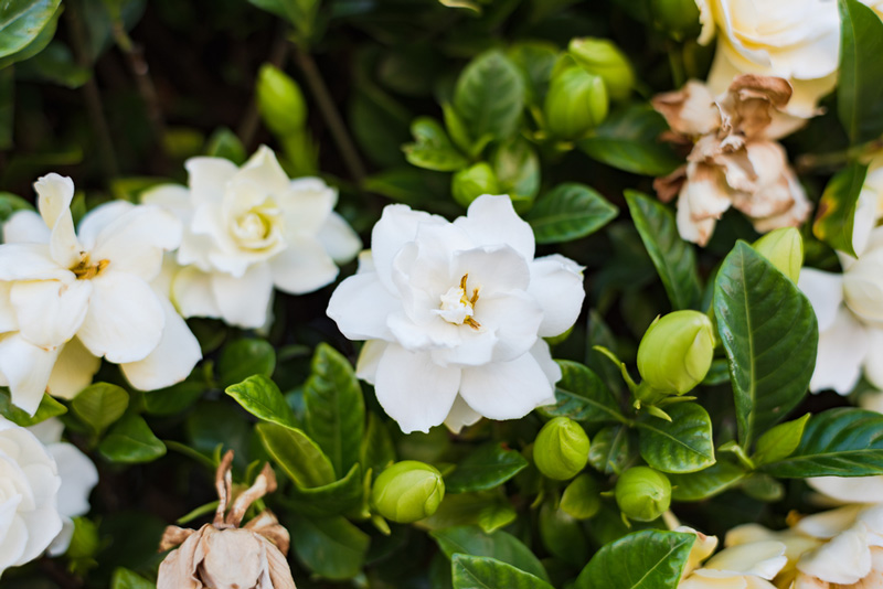 Ở Việt Nam hoa bạch thiên hương còn có nhiều tên gọi khác nhau như: hoa dành dành, hoa lài lá lớn,...