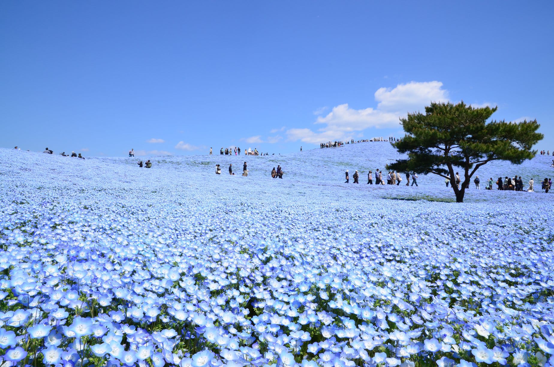 Cánh đồng hoa Nemophila - Nhật Bản