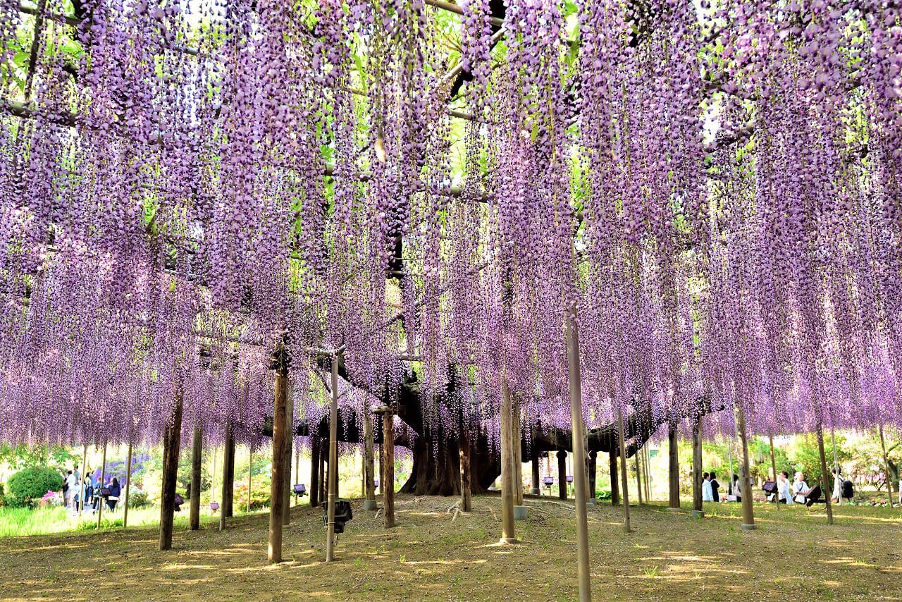 Vườn hoa tử đằng Ashikaga – Nhật Bản